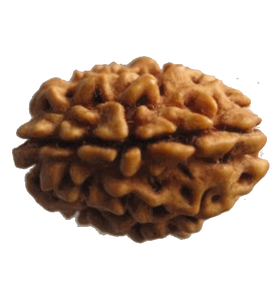 3 Mukhi Rudraksha